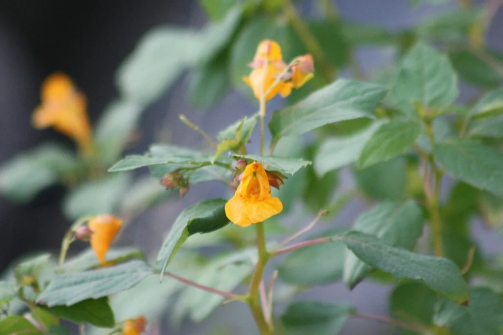 Impatiens Capensis