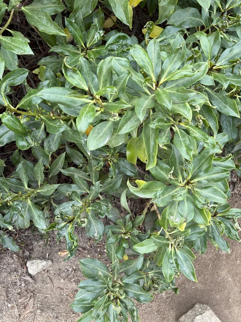 Myoporum Laetum