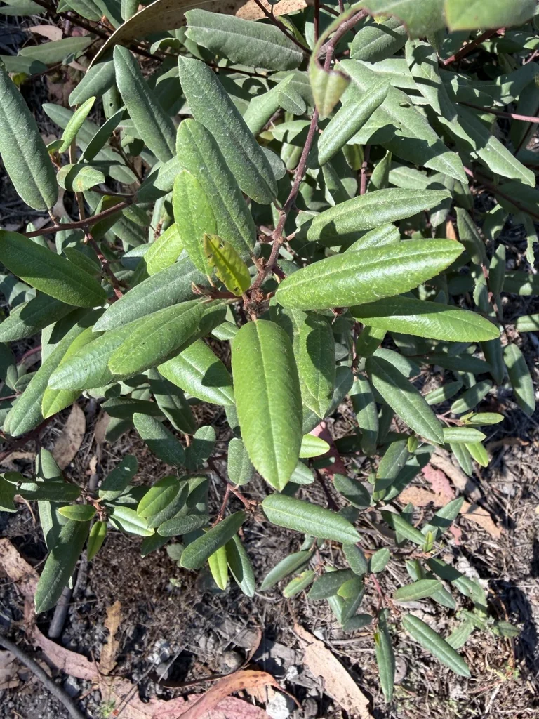 Frangula Californica