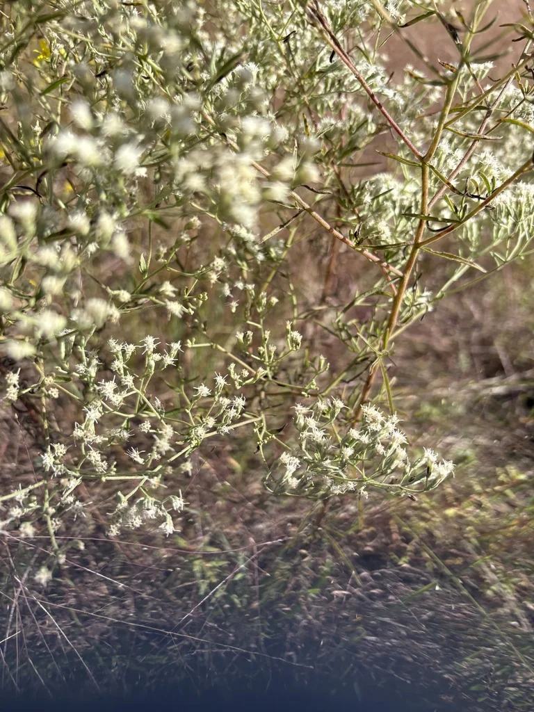 Eupatorium Hyssopifolium