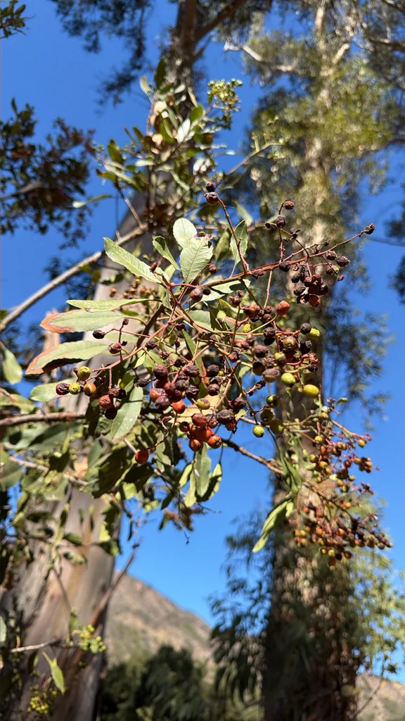 Heteromeles Arbutifolia