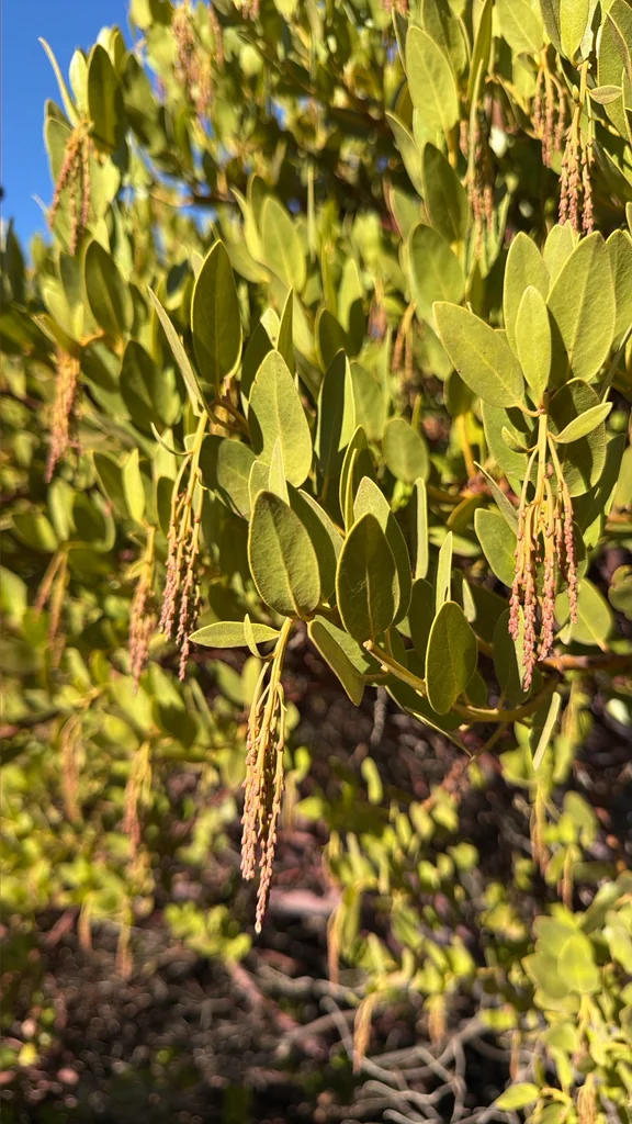 Arctostaphylos Insularis
