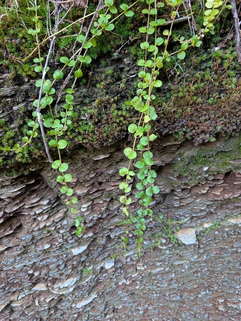 Lysimachia Nummularia