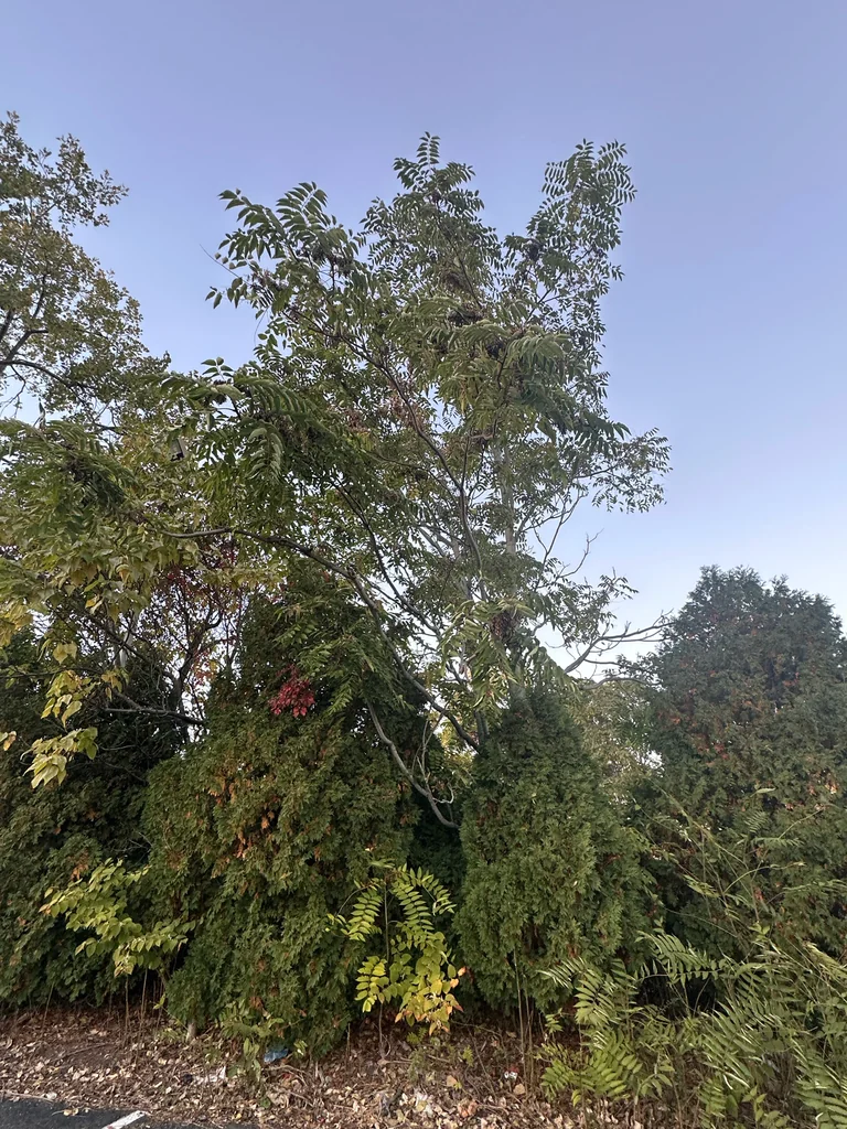 Ailanthus Altissima