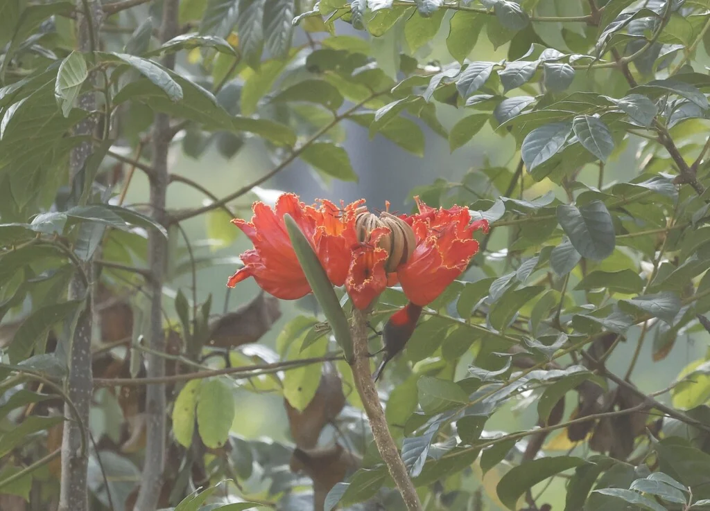 Spathodea Campanulata
