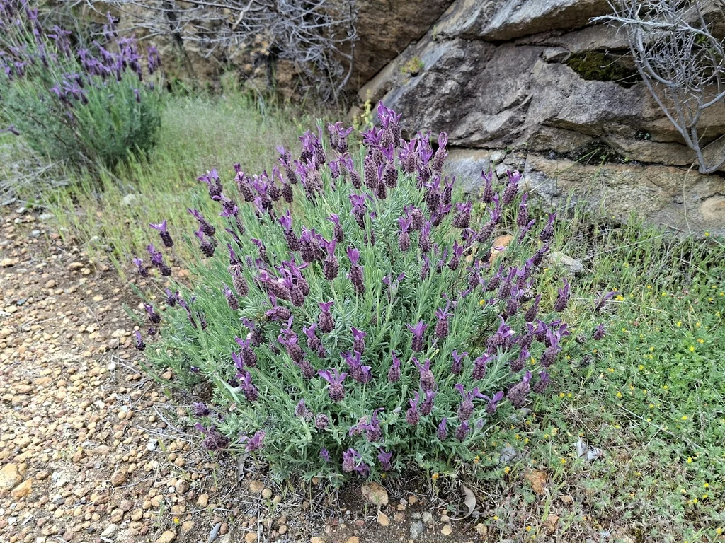 Lavandula Stoechas