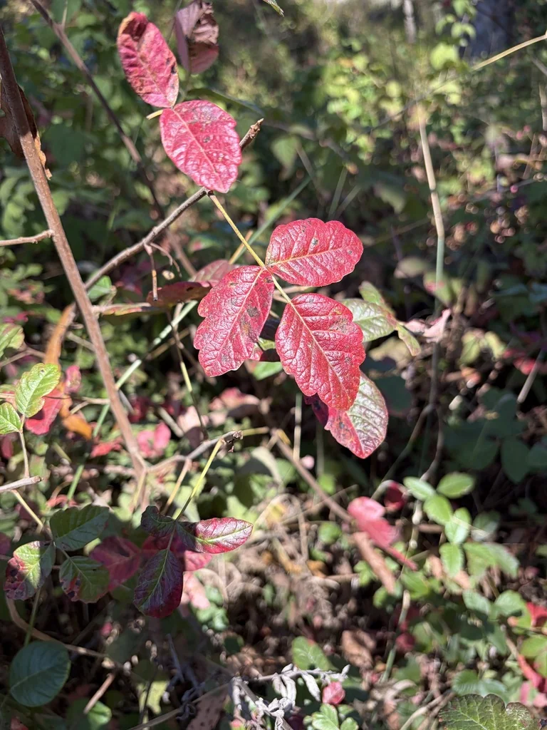 Toxicodendron Diversilobum