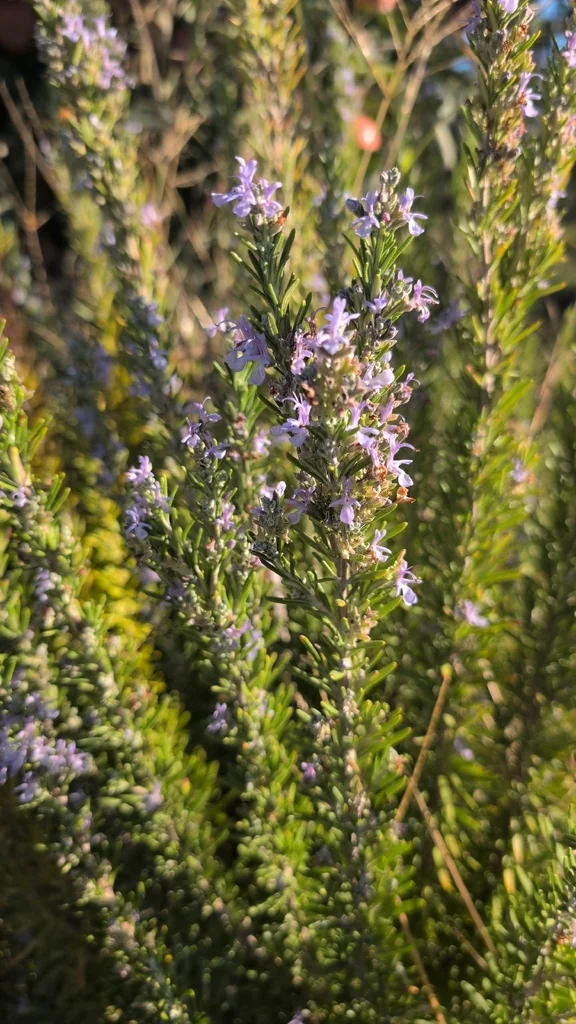 Rosmarinus Officinalis