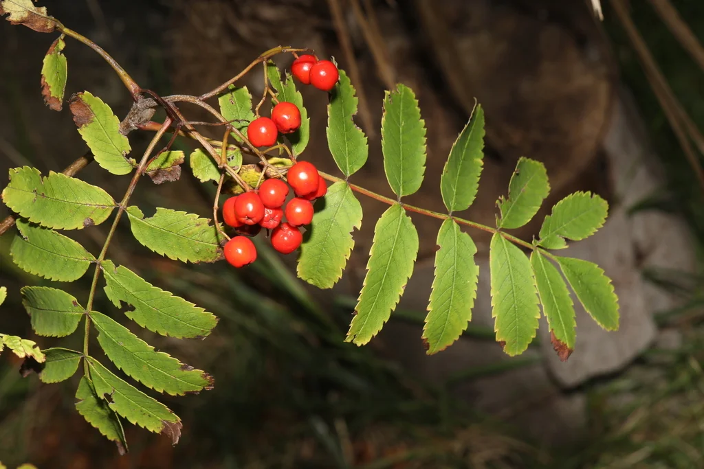 Sorbus Aucuparia