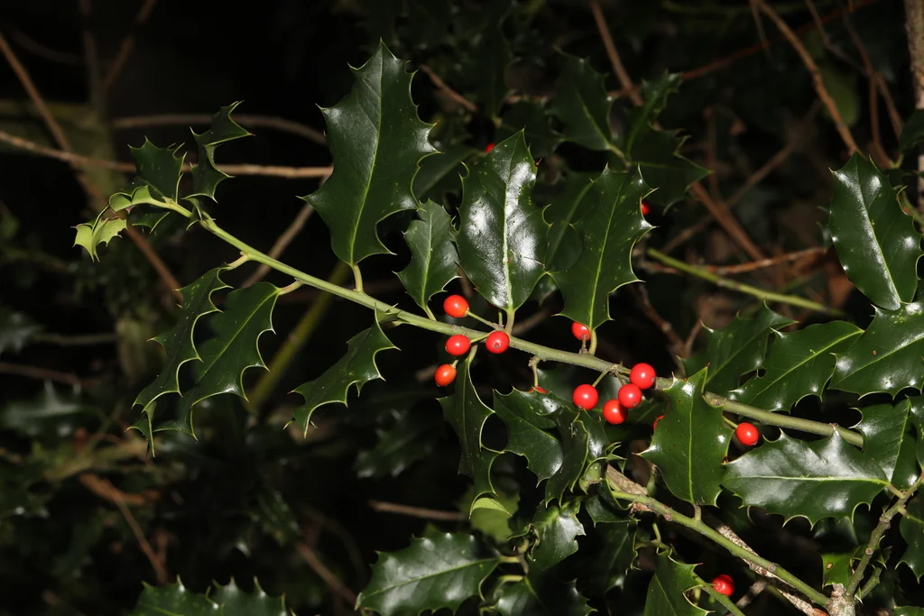 Ilex Aquifolium