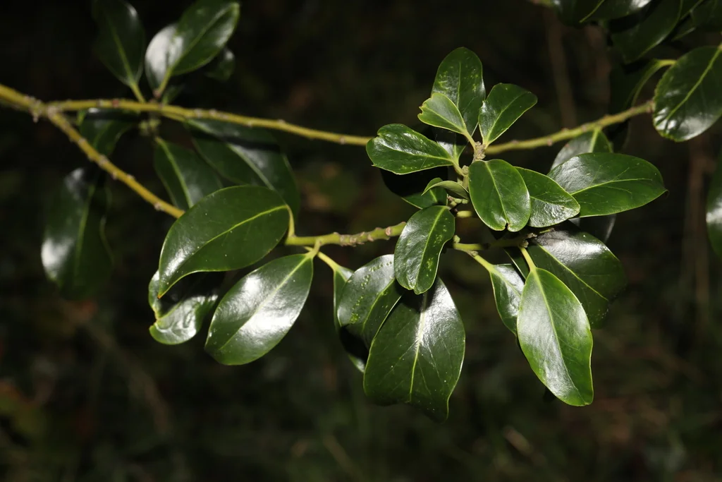 Ilex Aquifolium