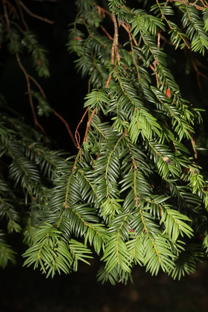 Taxus Baccata