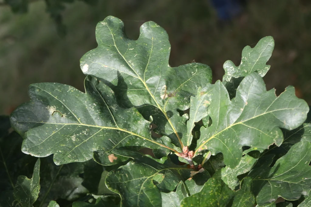Quercus Robur
