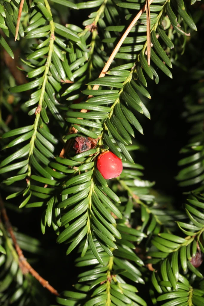 Taxus Baccata