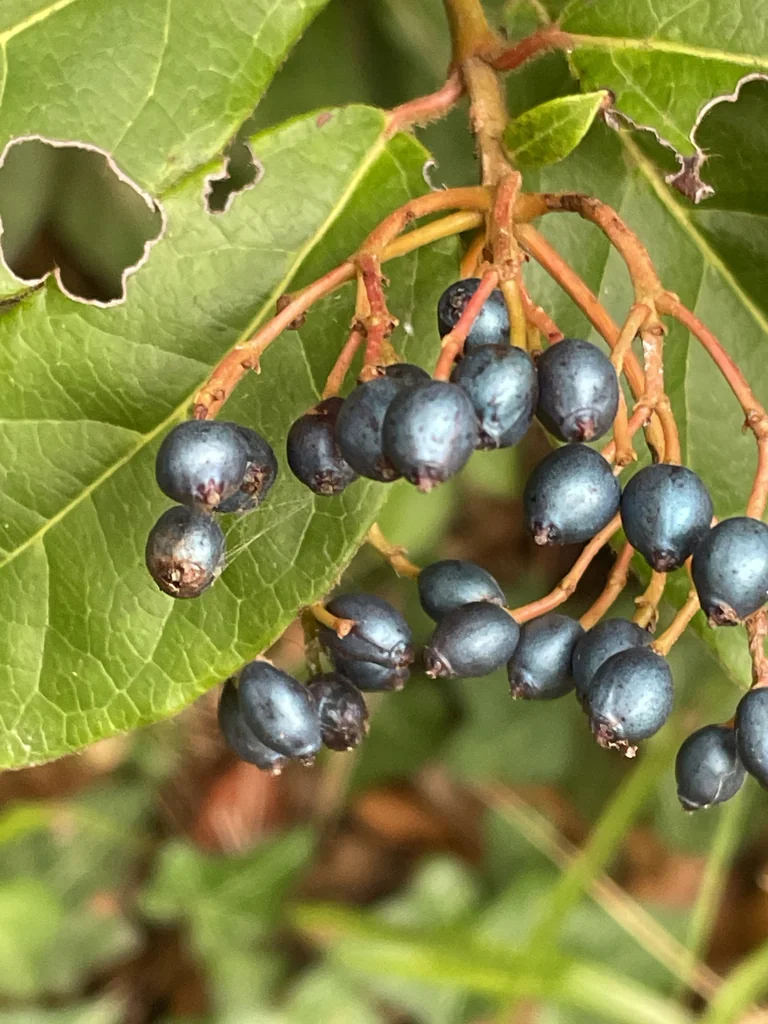 Viburnum Tinus
