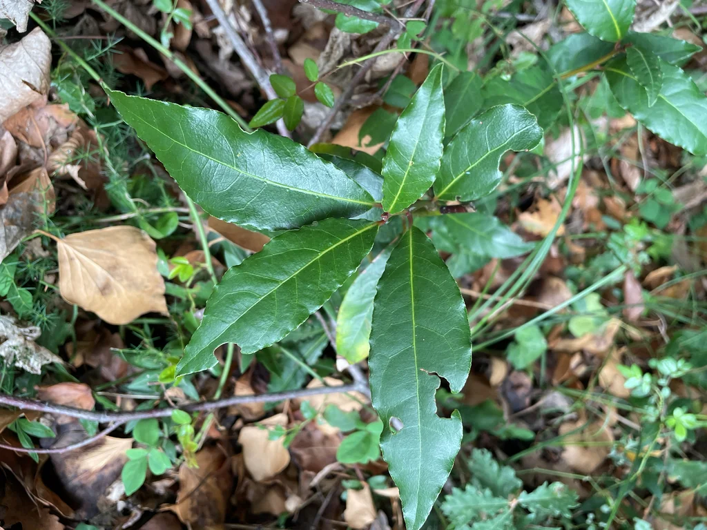 Laurus Nobilis