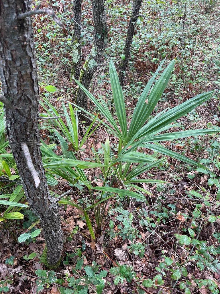 Trachycarpus Wagnerianus