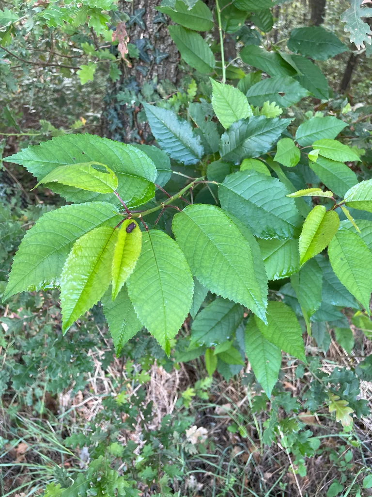 Prunus Avium