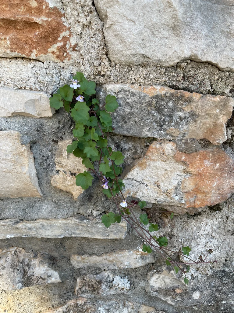 Cymbalaria Muralis