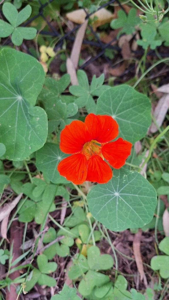 Tropaeolum Majus