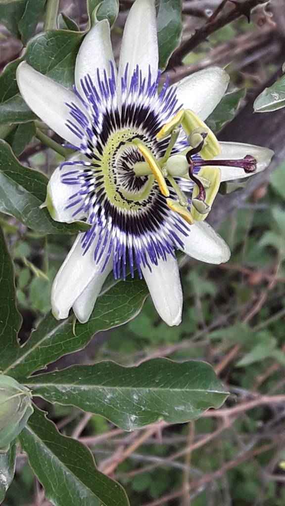 Passiflora Caerulea