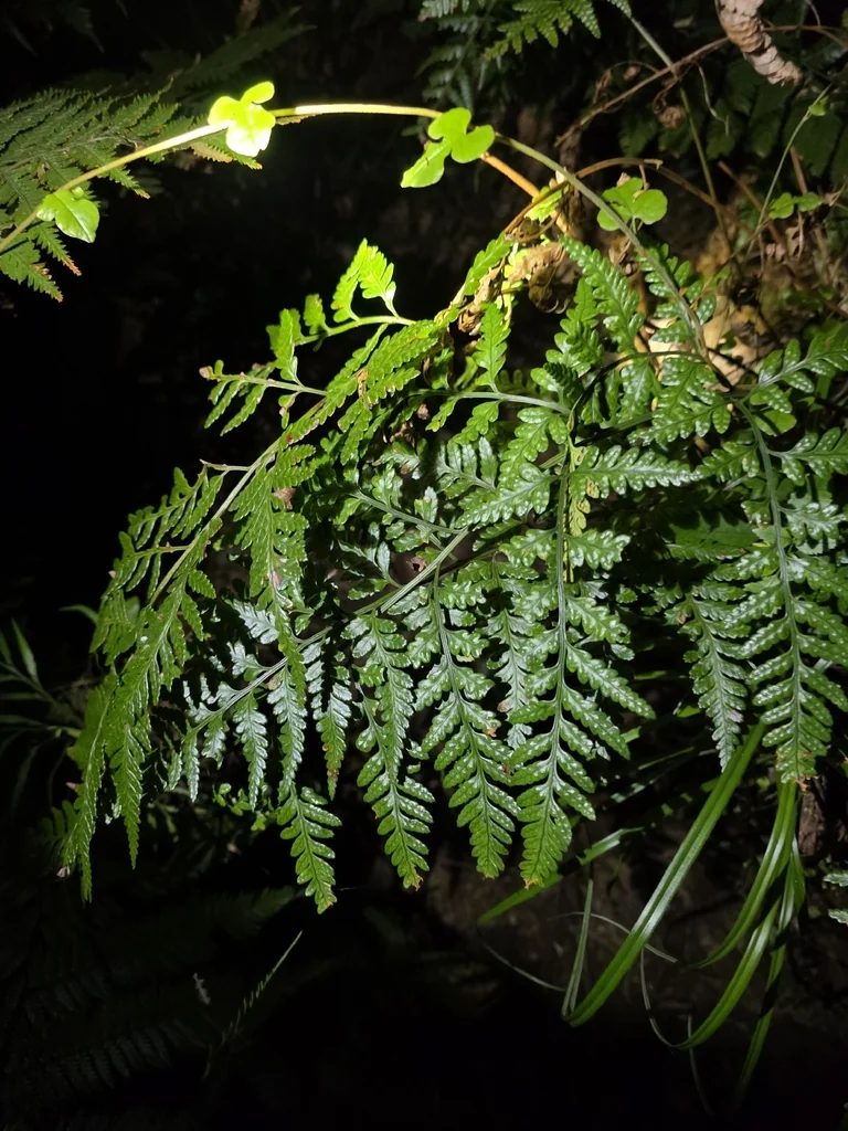 Rumohra Adiantiformis