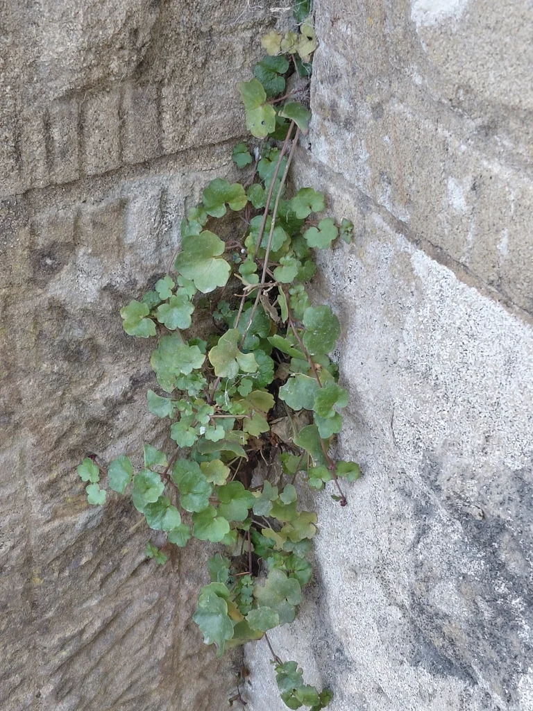 Cymbalaria Muralis