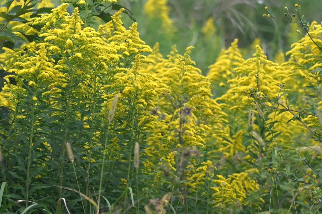 Solidago Altissima