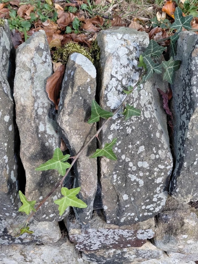 Hedera helix