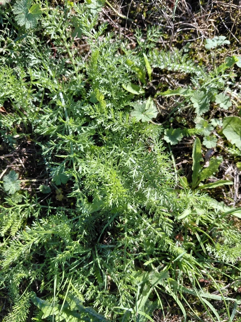 Achillea Millefolium