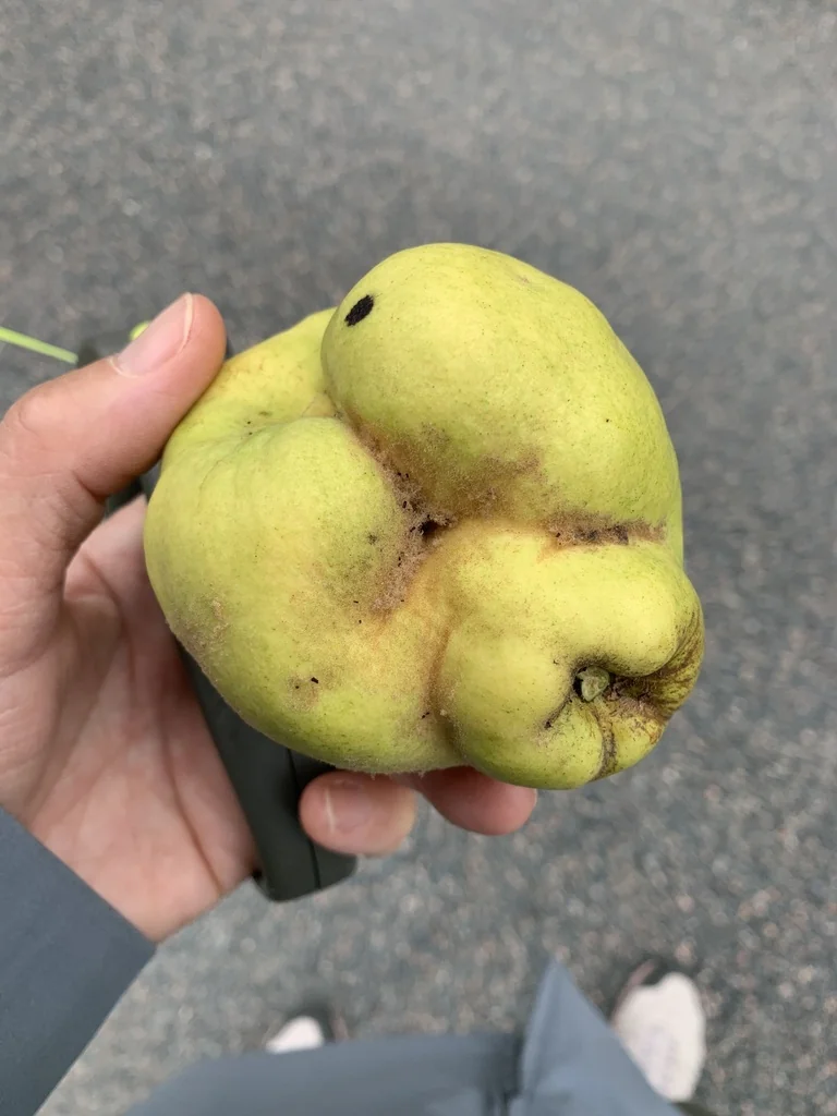 Cydonia Oblonga