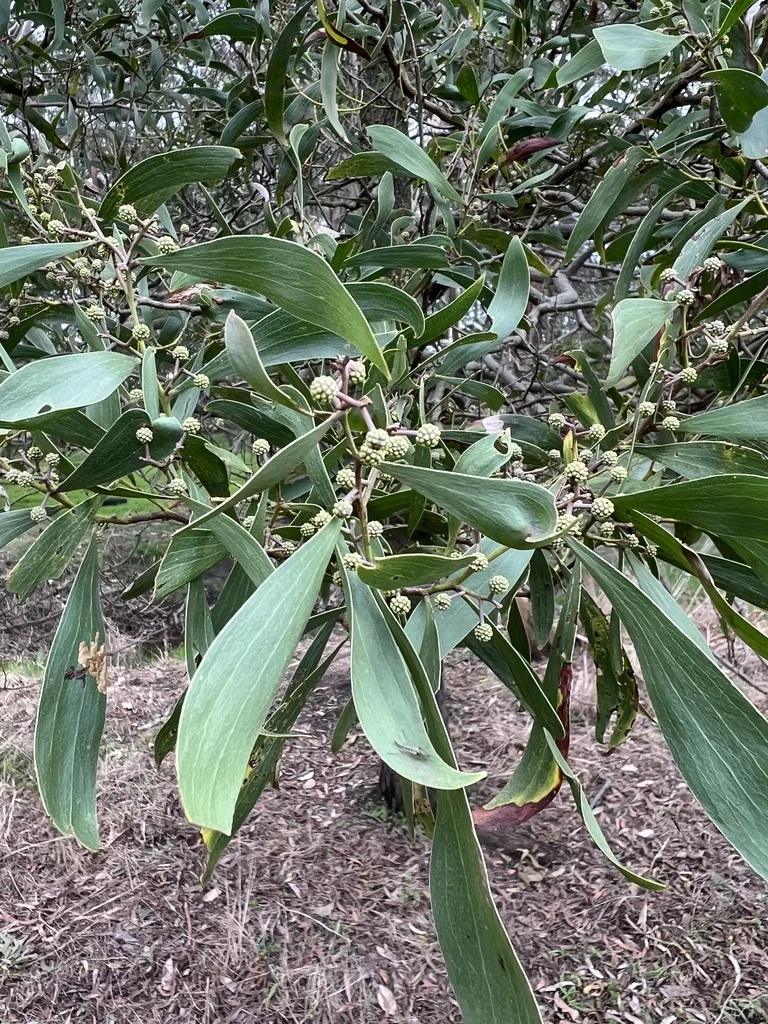 Acacia Melanoxylon