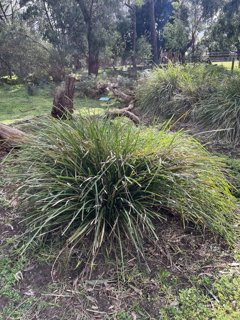 Lomandra Longifolia