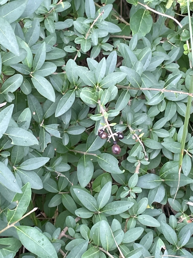 Ligustrum Vulgare