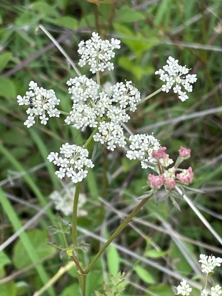 Daucus Carota