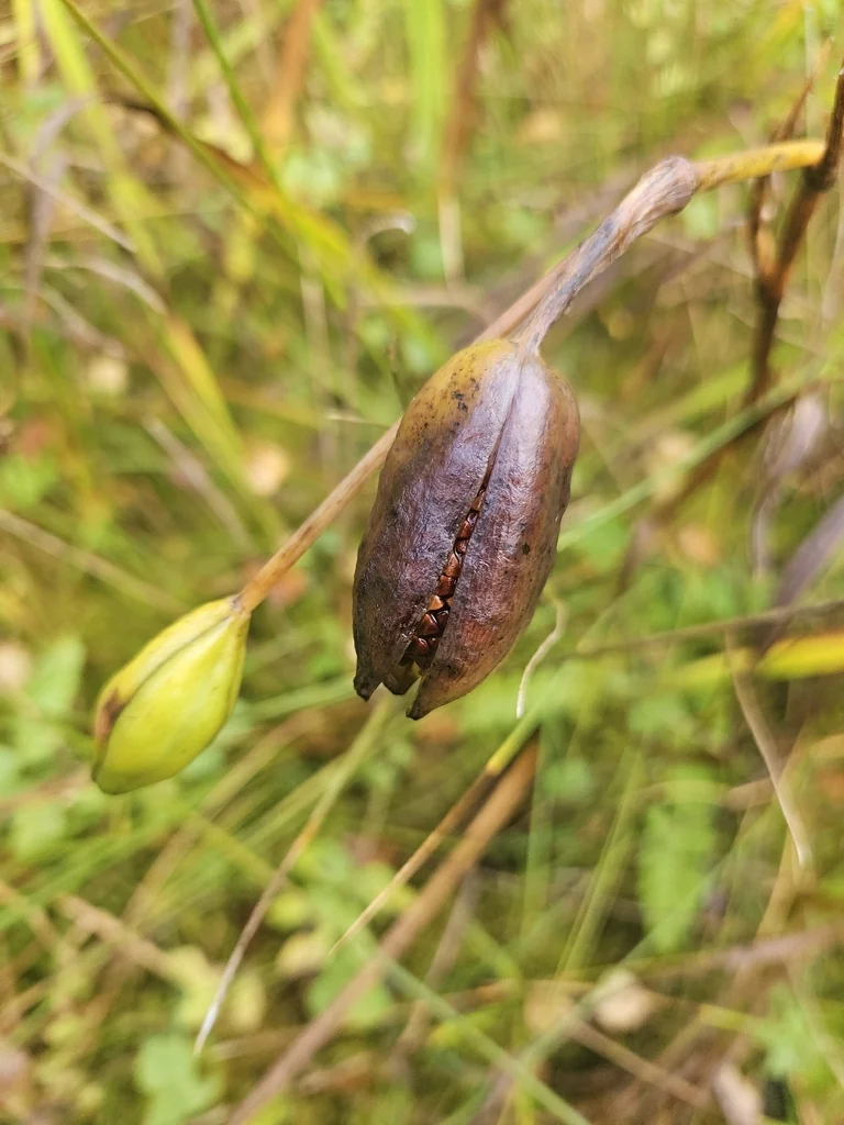 Iris Pseudacorus
