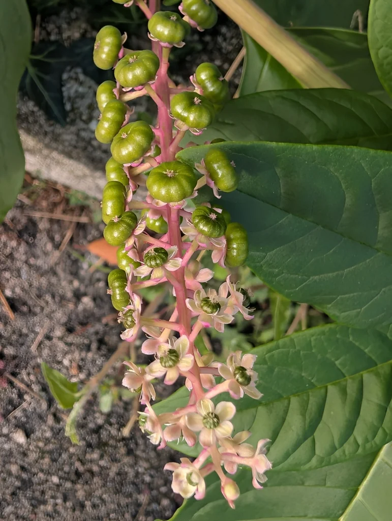 Phytolacca Americana