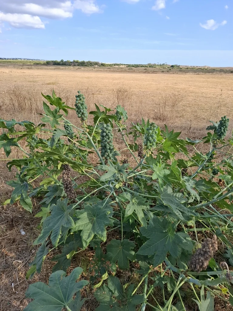 Ricinus Communis