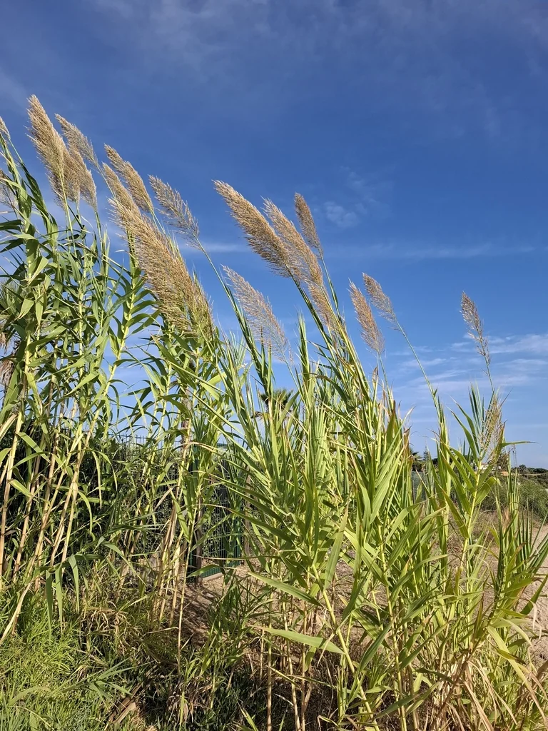 Arundo Donax