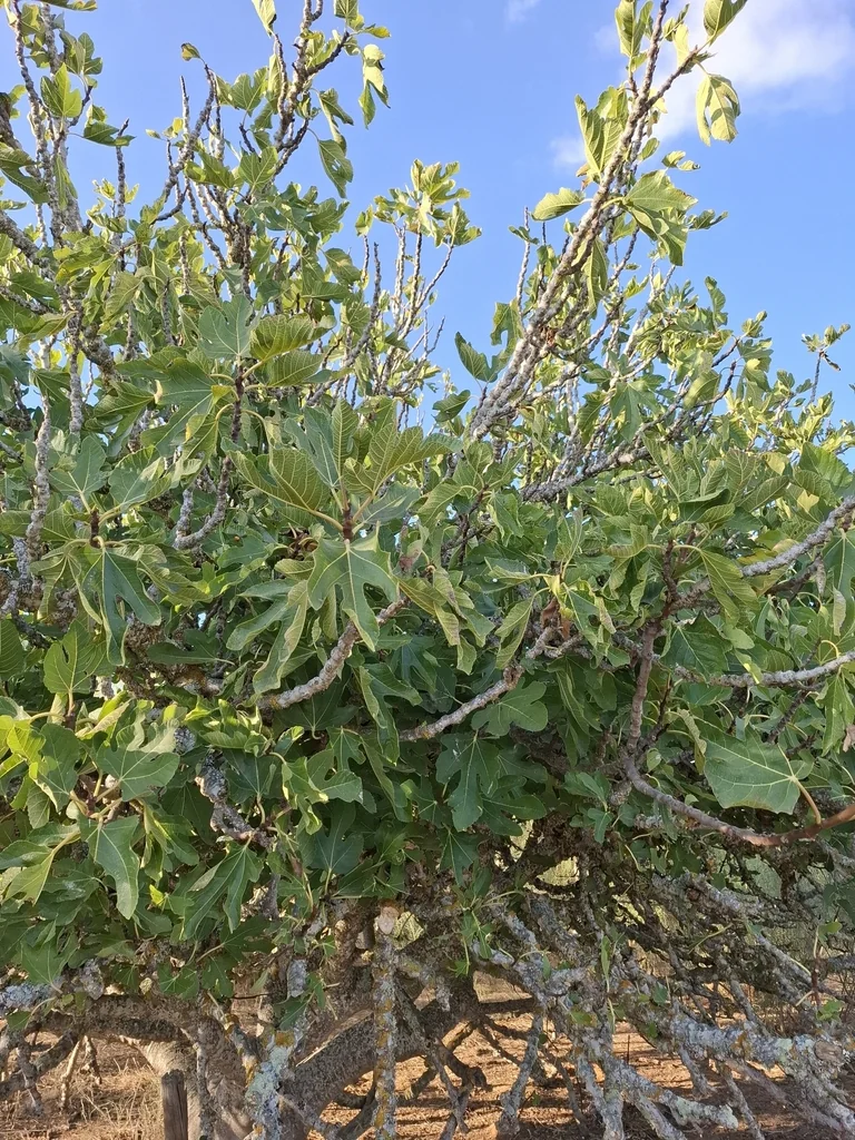 Ficus Carica