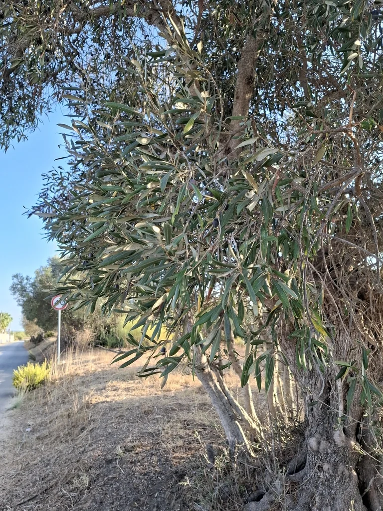 Olea Europaea