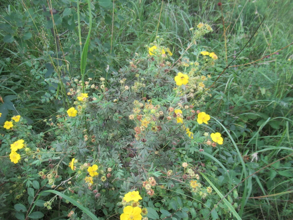 Potentilla fruticosa