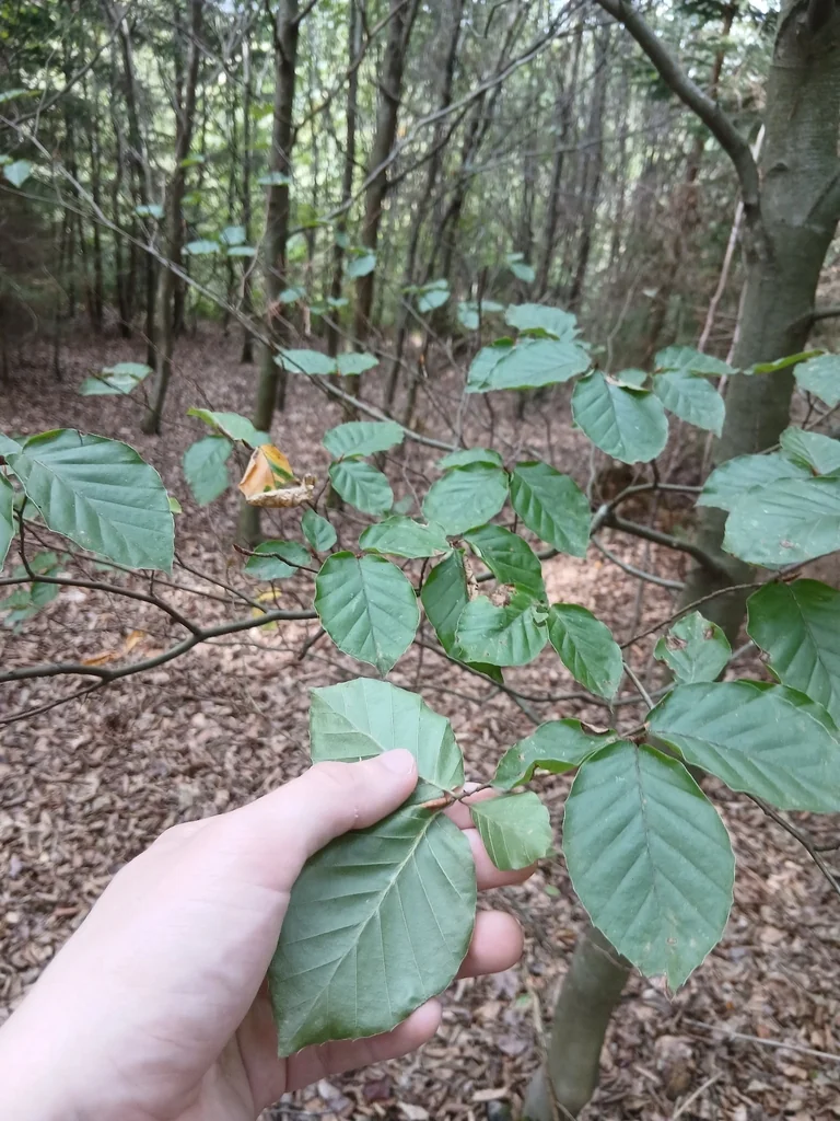 Fagus Sylvatica