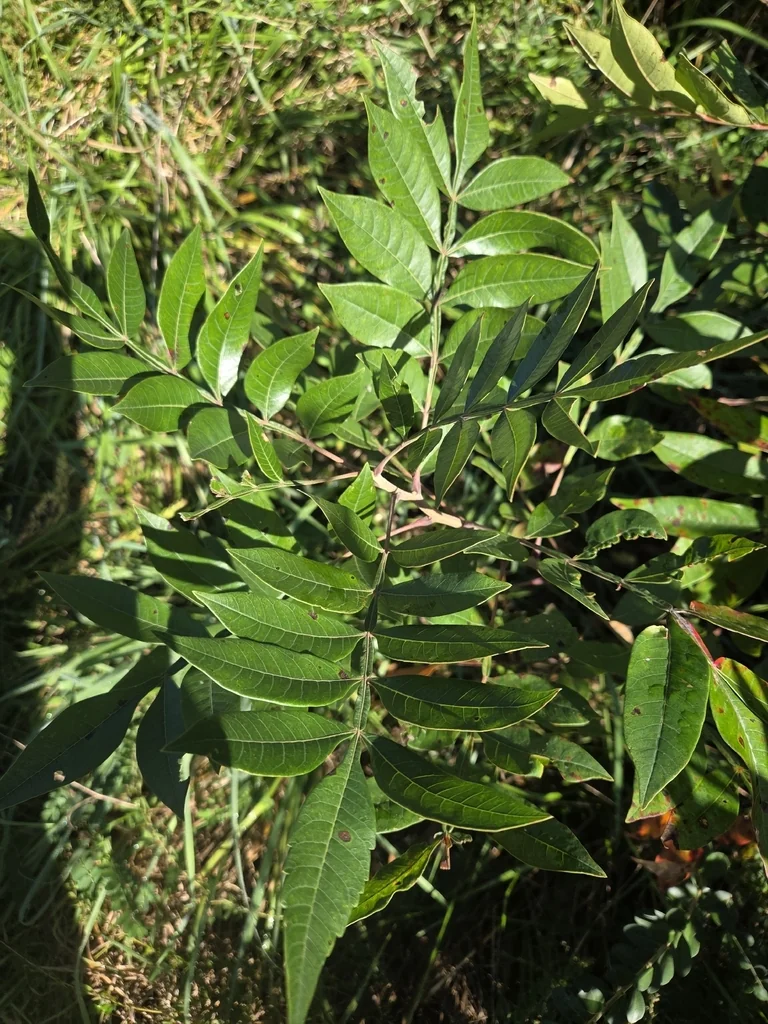 Rhus Copallina
