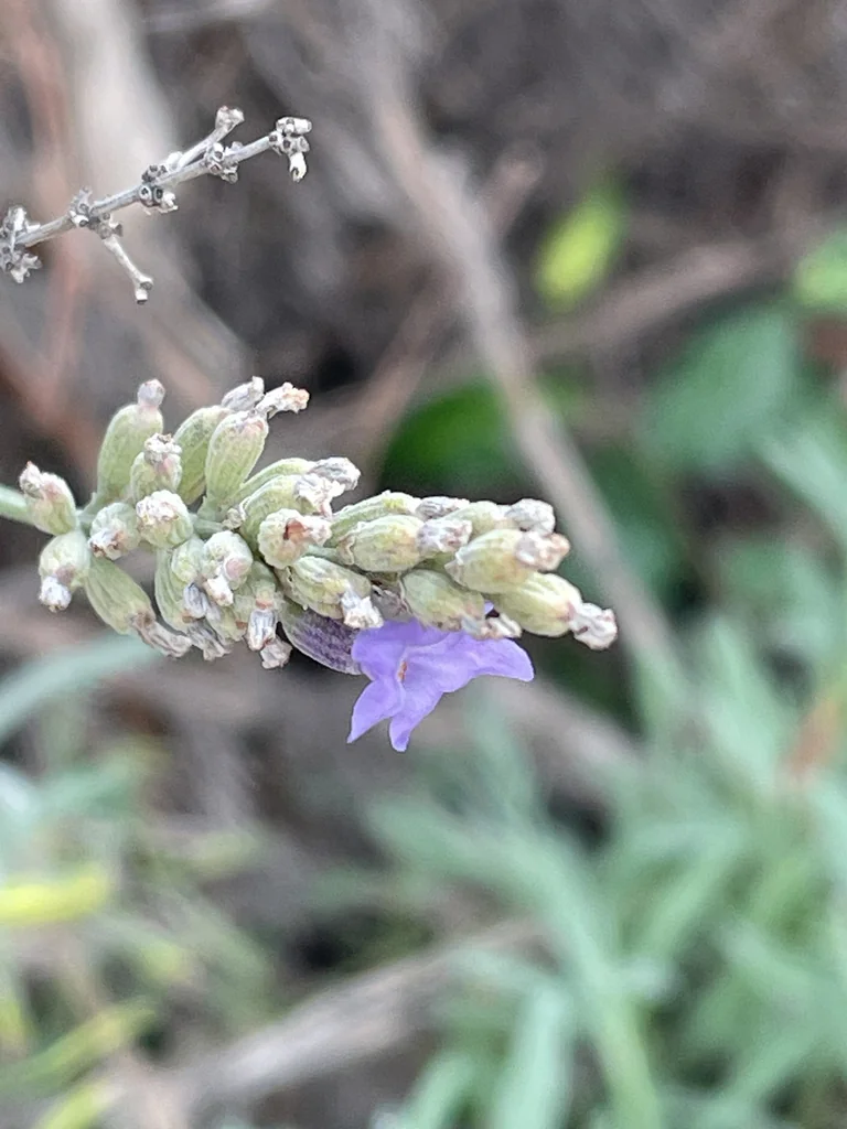 Lavandula angustifolia