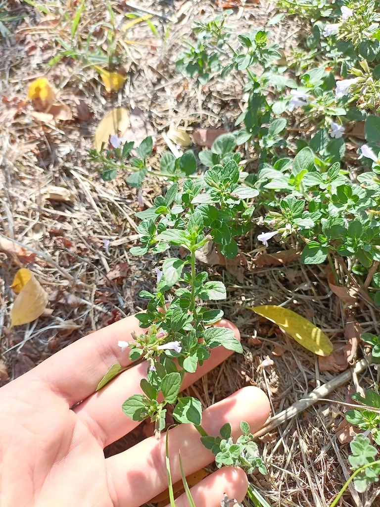 Calamintha Nepeta