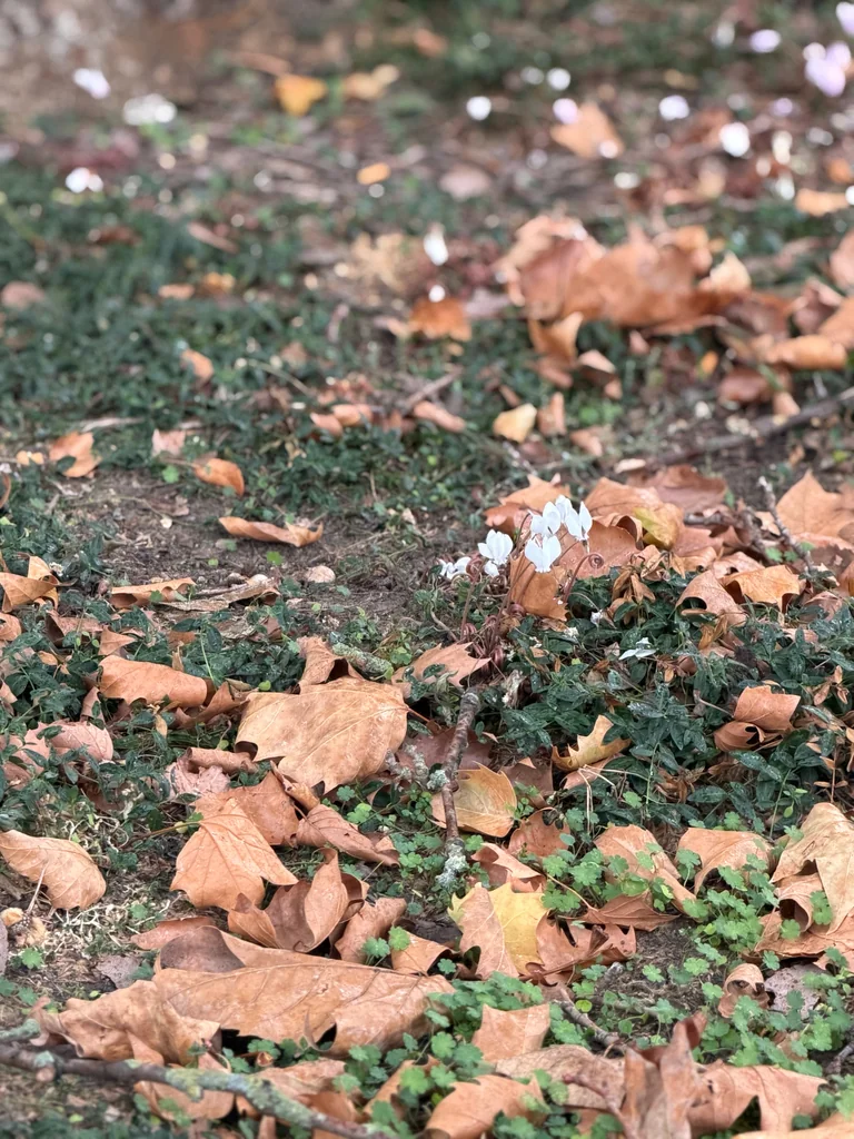 Cyclamen Hederifolium