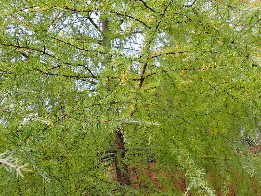 Larix Laricina