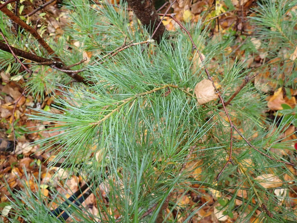 Pinus Strobus