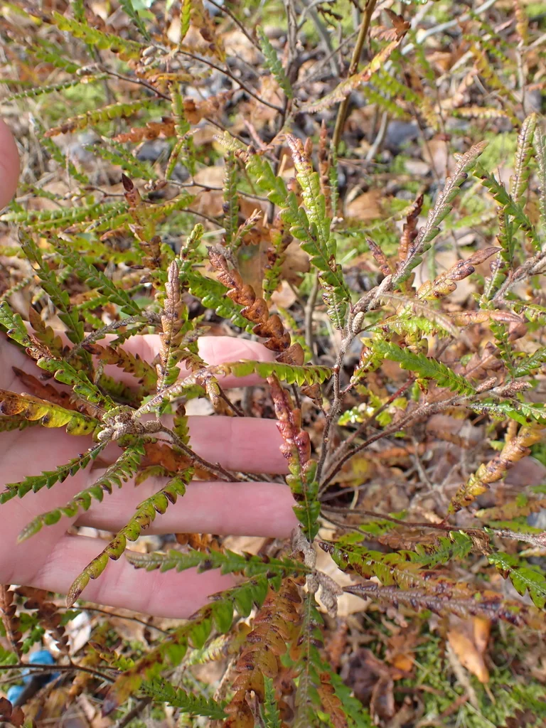 Comptonia Peregrina